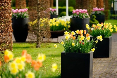 Narcissus Carlton,Tulipa Orange Emperor, Daffodil Carlton, Tulip Orange Emperor